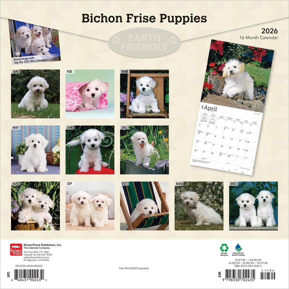Bichon Frise Puppies | 2026 12 x 24 Inch (Hanging) Monthly Square Wall Calendar