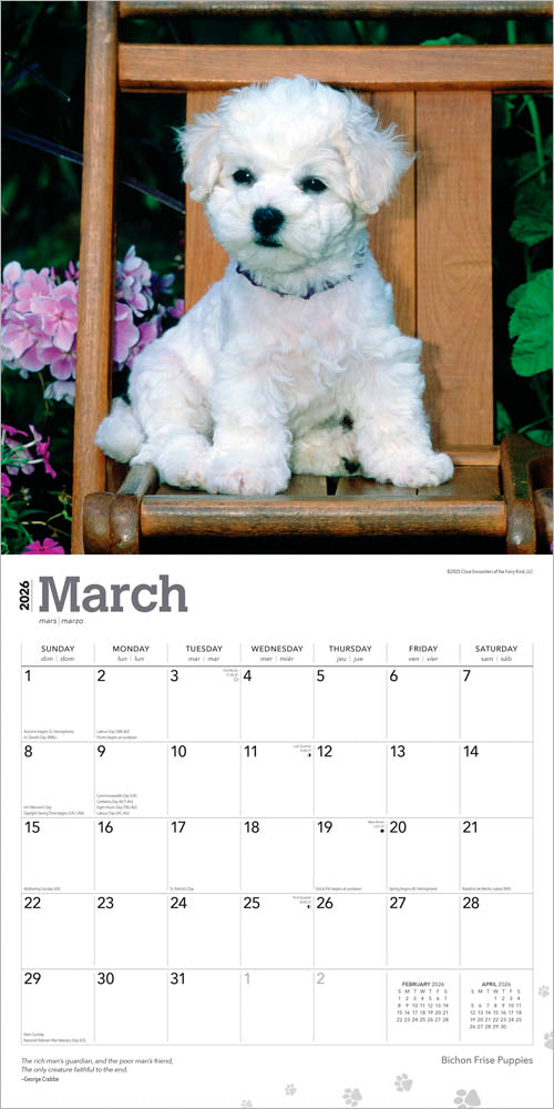 Bichon Frise Puppies | 2026 12 x 24 Inch (Hanging) Monthly Square Wall Calendar