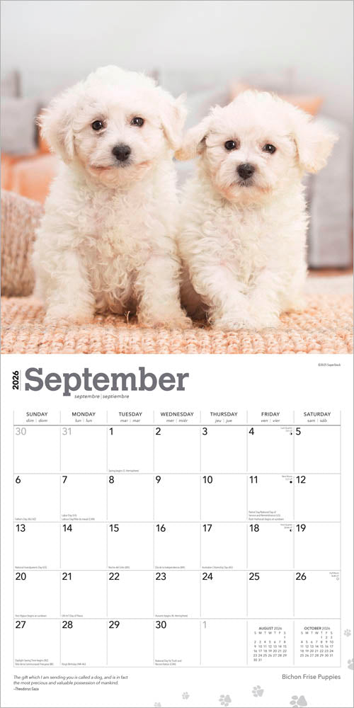 Bichon Frise Puppies | 2026 12 x 24 Inch (Hanging) Monthly Square Wall Calendar