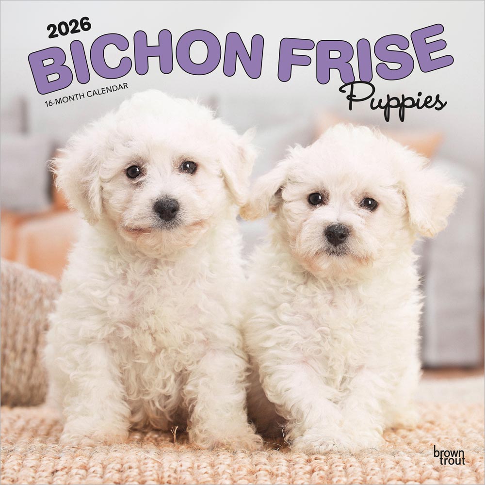 Bichon Frise Puppies | 2026 12 x 24 Inch (Hanging) Monthly Square Wall Calendar