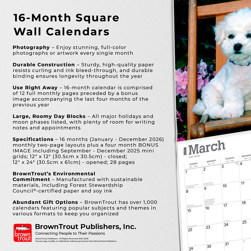 Bichon Frise Puppies | 2026 12 x 24 Inch (Hanging) Monthly Square Wall Calendar