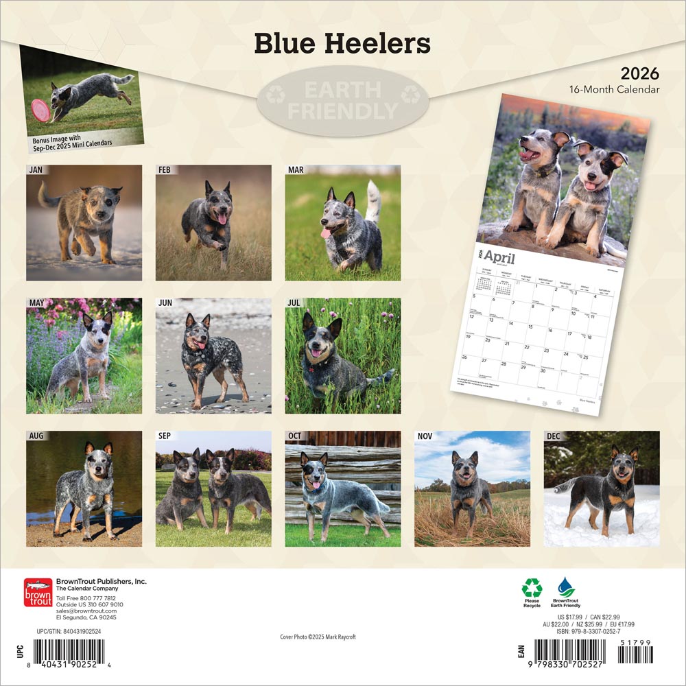 Blue Heelers | 2026 12 x 24 Inch (Hanging) Monthly Square Wall Calendar