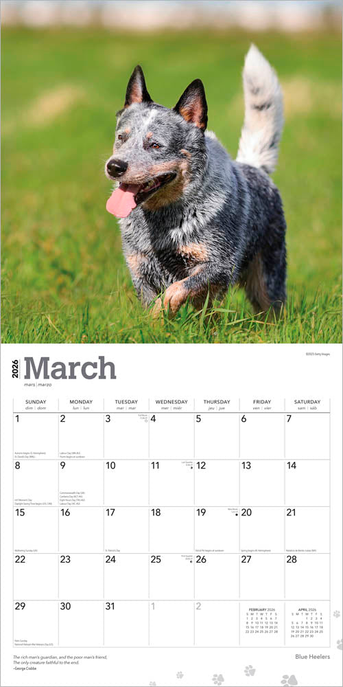 Blue Heelers | 2026 12 x 24 Inch (Hanging) Monthly Square Wall Calendar