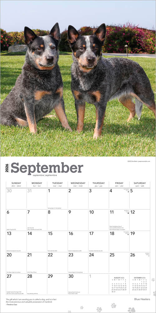 Blue Heelers | 2026 12 x 24 Inch (Hanging) Monthly Square Wall Calendar