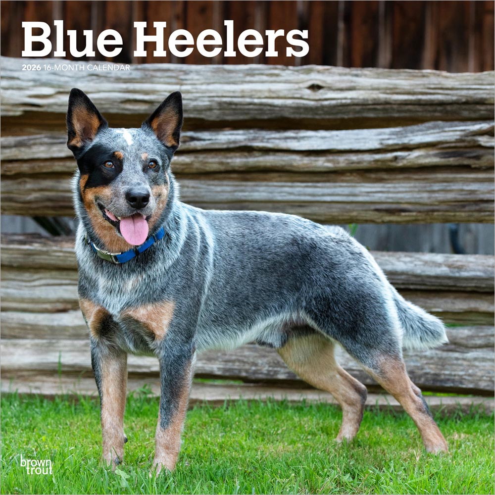 Blue Heelers | 2026 12 x 24 Inch (Hanging) Monthly Square Wall Calendar