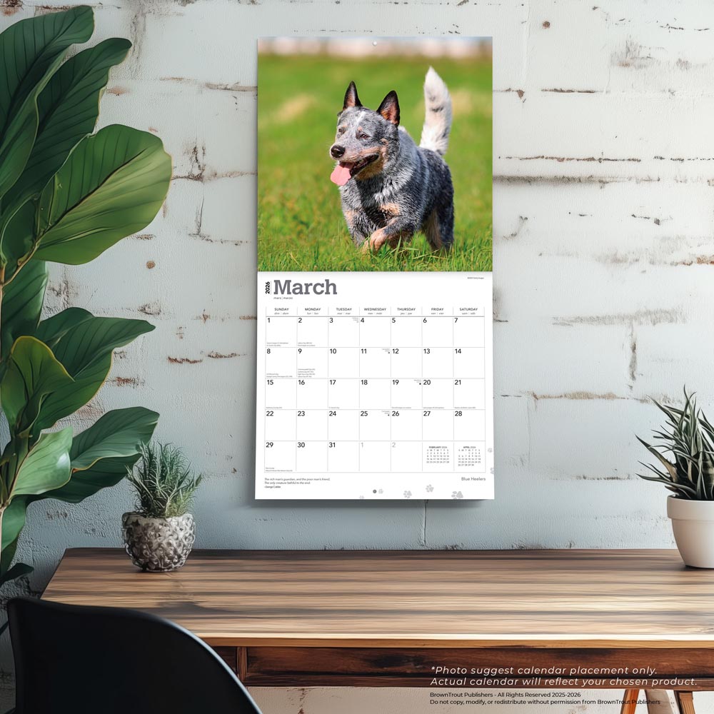 Blue Heelers | 2026 12 x 24 Inch (Hanging) Monthly Square Wall Calendar
