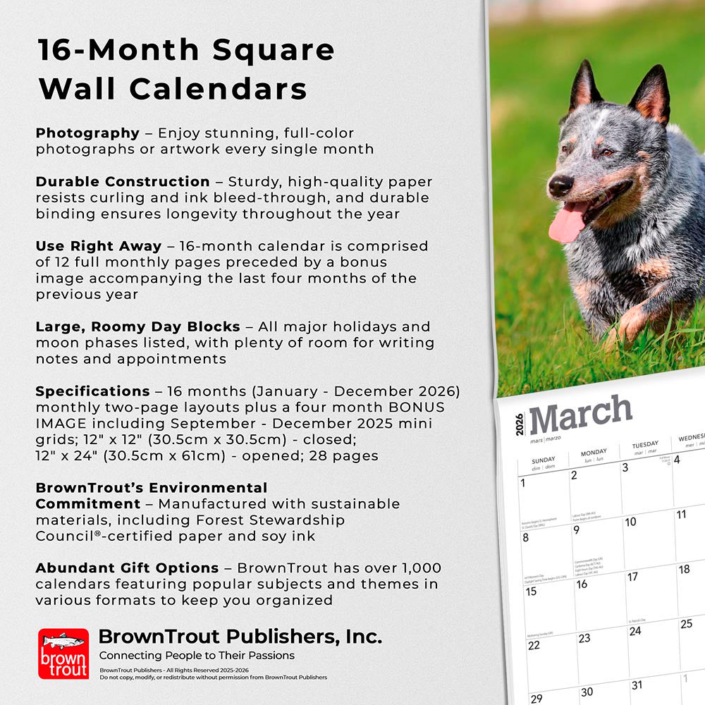 Blue Heelers | 2026 12 x 24 Inch (Hanging) Monthly Square Wall Calendar
