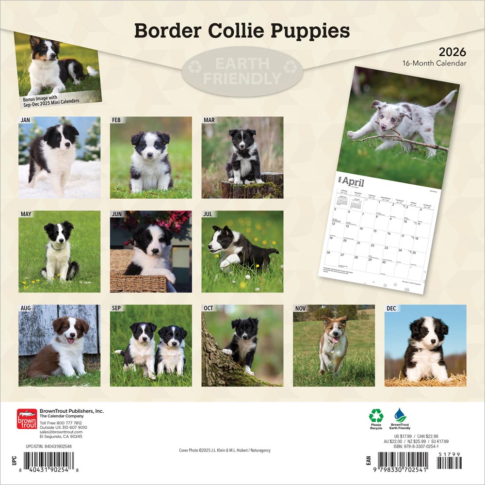 Border Collie Puppies | 2026 12 x 24 Inch (Hanging) Monthly Square Wall Calendar
