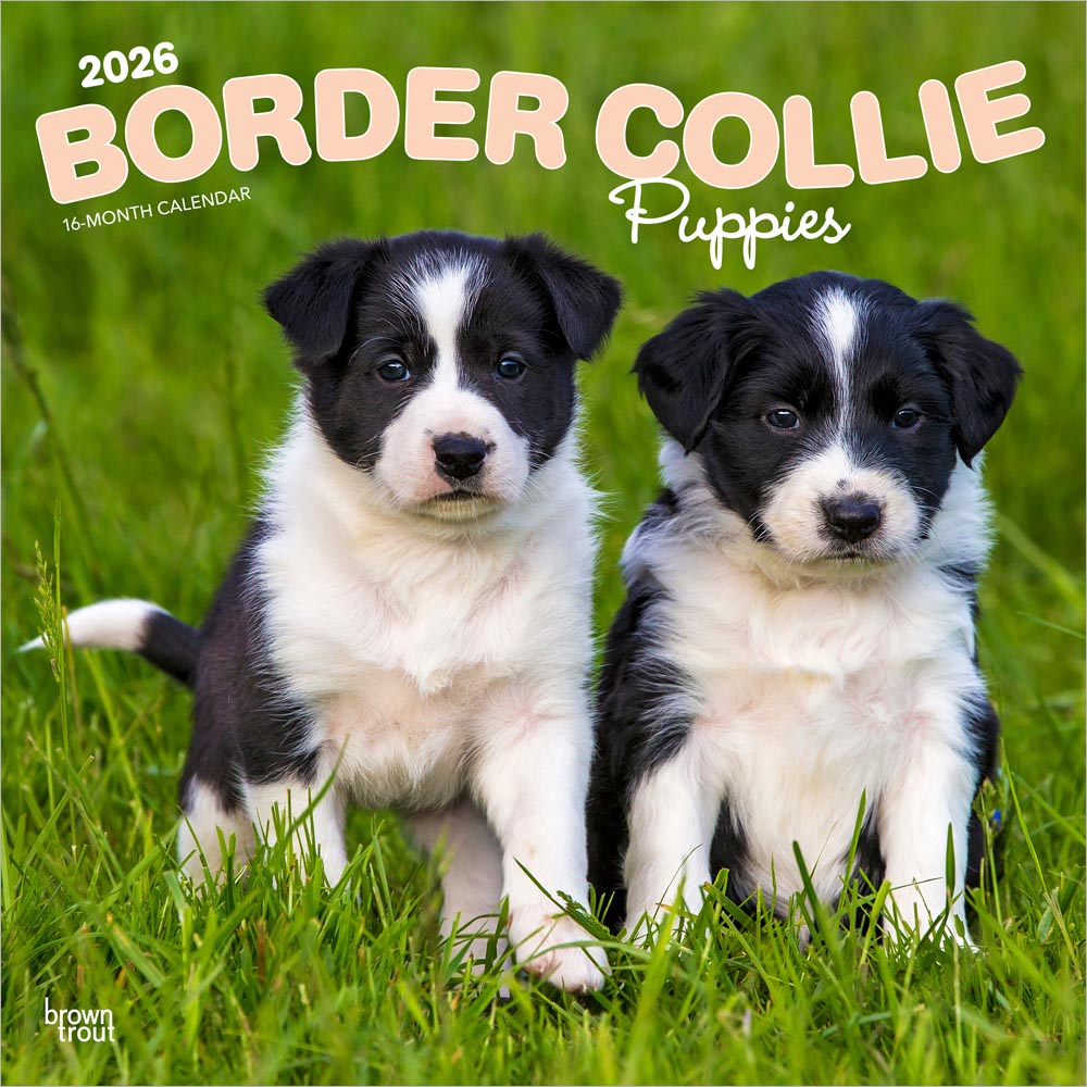Border Collie Puppies | 2026 12 x 24 Inch (Hanging) Monthly Square Wall Calendar