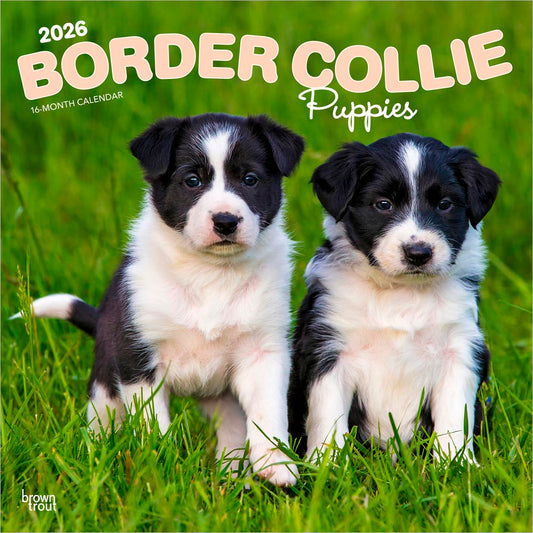 Border Collie Puppies | 2026 12 x 24 Inch (Hanging) Monthly Square Wall Calendar