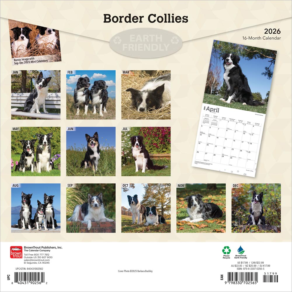 Border Collies | 2026 12 x 24 Inch (Hanging) Monthly Square Wall Calendar