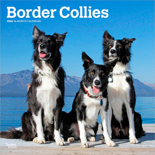 Border Collies | 2026 12 x 24 Inch (Hanging) Monthly Square Wall Calendar
