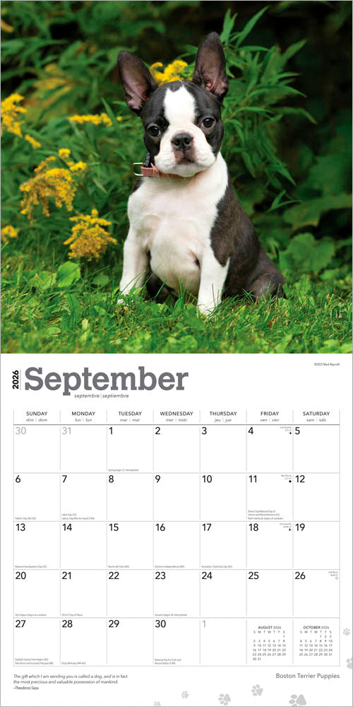 Boston Terrier Puppies | 2026 12 x 24 Inch (Hanging) Monthly Square Wall Calendar