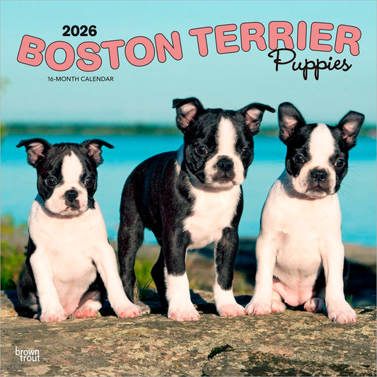 Boston Terrier Puppies | 2026 12 x 24 Inch (Hanging) Monthly Square Wall Calendar