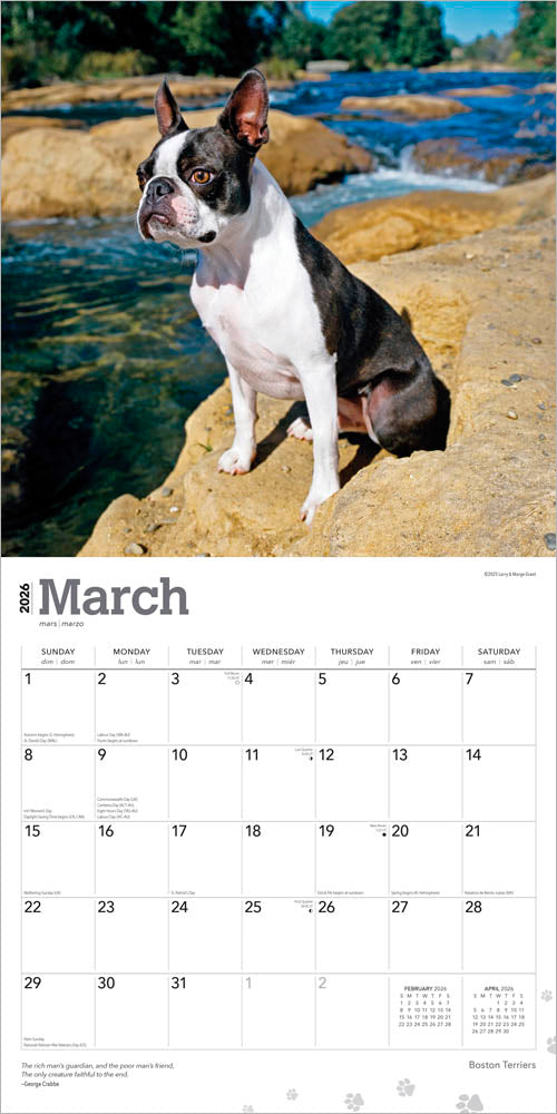 Boston Terriers | 2026 12 x 24 Inch (Hanging) Monthly Square Wall Calendar