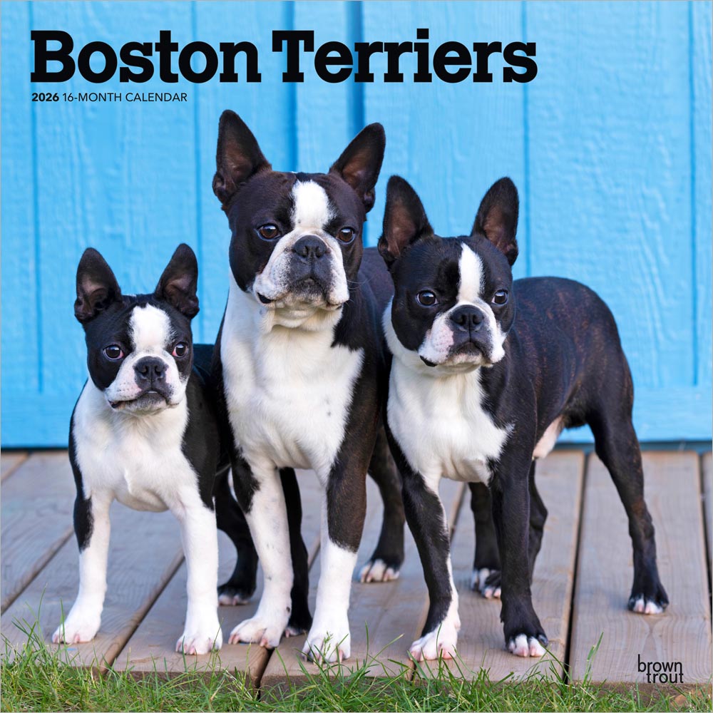 Boston Terriers | 2026 12 x 24 Inch (Hanging) Monthly Square Wall Calendar