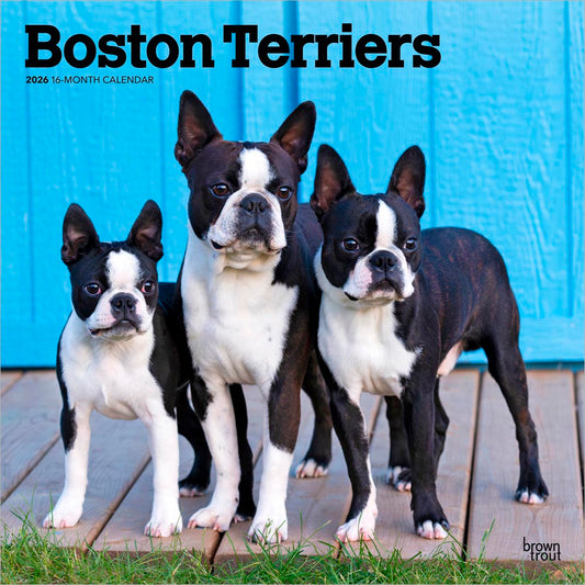 Boston Terriers | 2026 12 x 24 Inch (Hanging) Monthly Square Wall Calendar