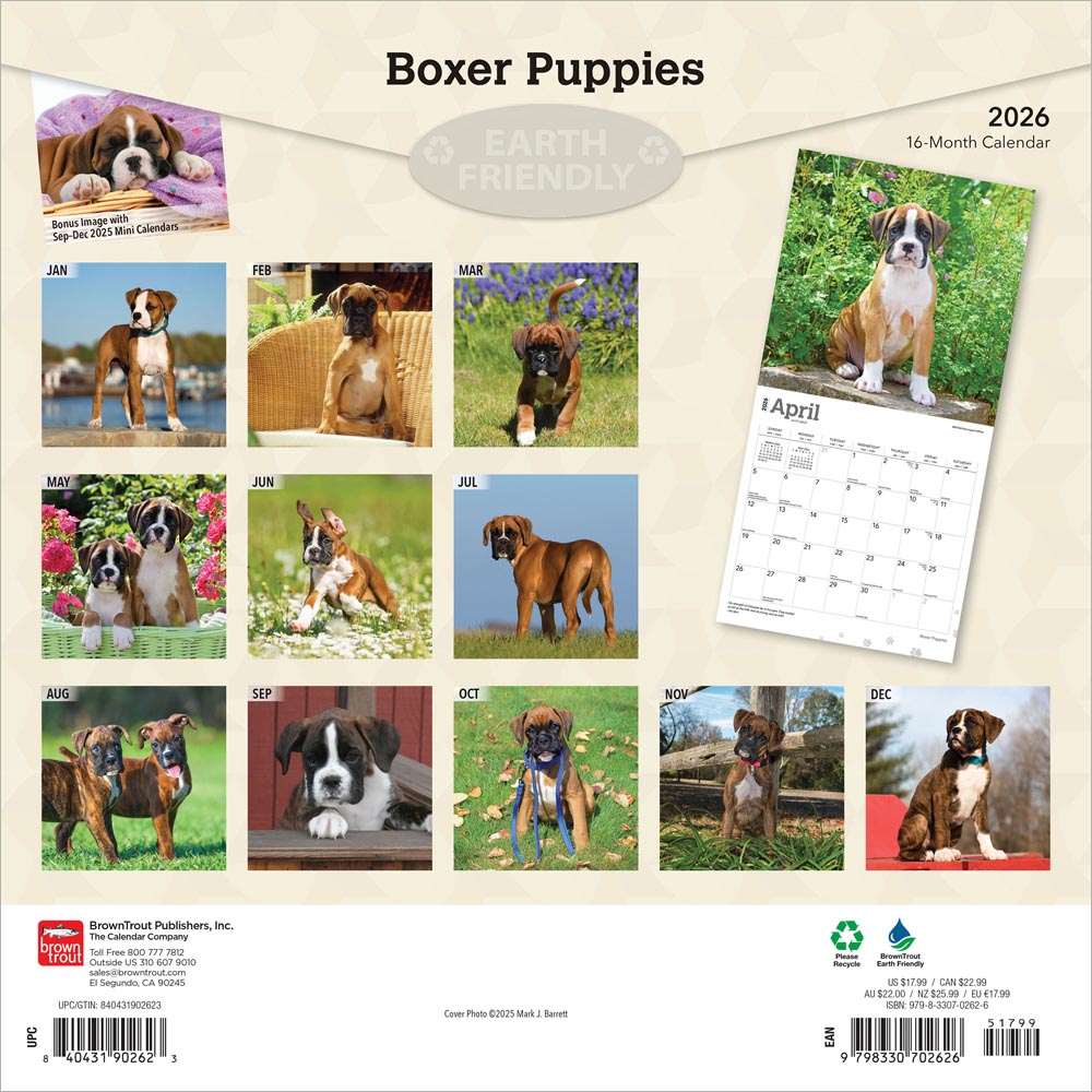 Boxer Puppies | 2026 12 x 24 Inch (Hanging) Monthly Square Wall Calendar