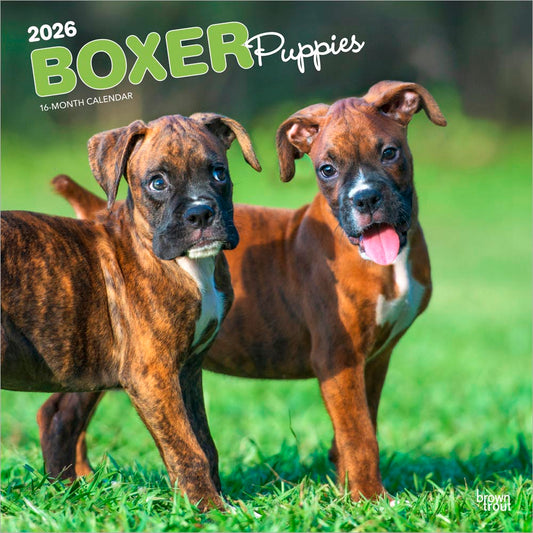 Boxer Puppies | 2026 12 x 24 Inch (Hanging) Monthly Square Wall Calendar