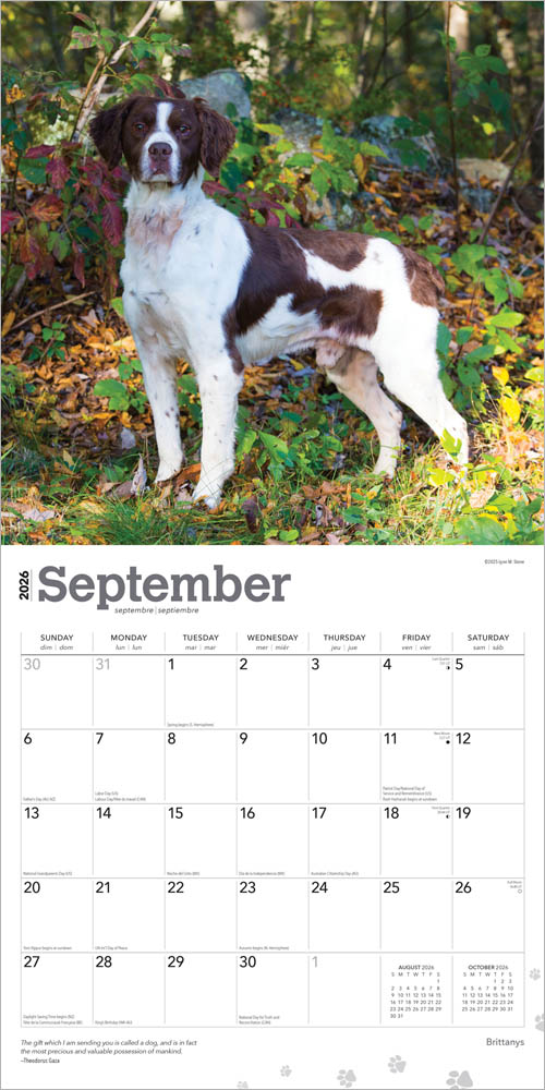 Brittanys | 2026 12 x 24 Inch (Hanging) Monthly Square Wall Calendar