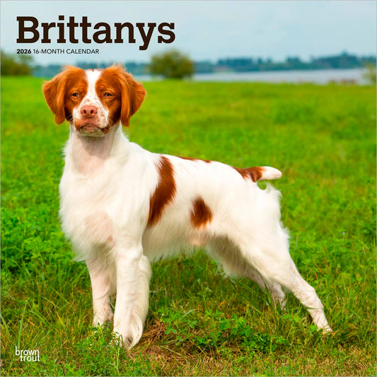 Brittanys | 2026 12 x 24 Inch (Hanging) Monthly Square Wall Calendar