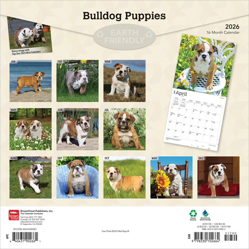 Bulldog Puppies | 2026 12 x 24 Inch (Hanging) Monthly Square Wall Calendar