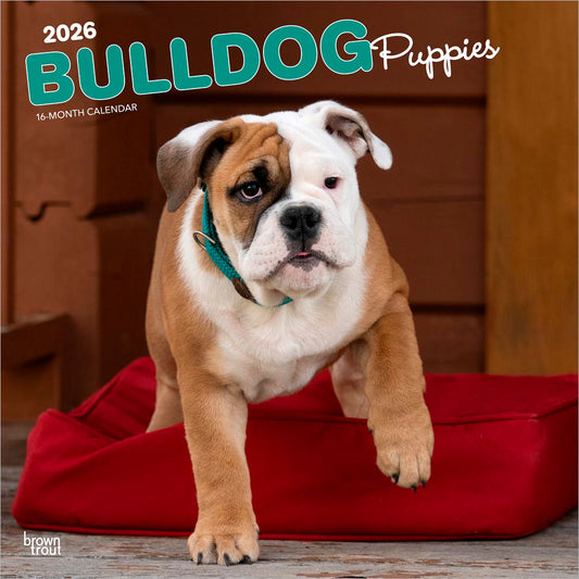 Bulldog Puppies | 2026 12 x 24 Inch (Hanging) Monthly Square Wall Calendar
