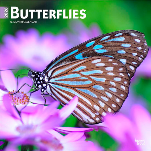 Butterflies | 2026 12 x 24 Inch (Hanging) Monthly Square Wall Calendar