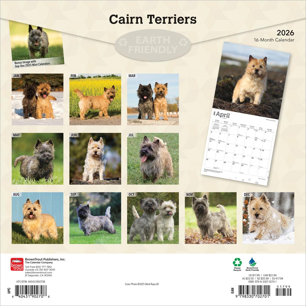 Cairn Terriers | 2026 12 x 24 Inch (Hanging) Monthly Square Wall Calendar