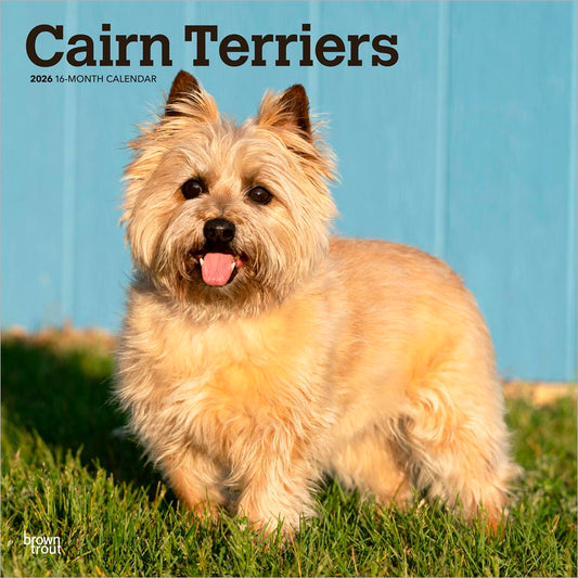 Cairn Terriers | 2026 12 x 24 Inch (Hanging) Monthly Square Wall Calendar