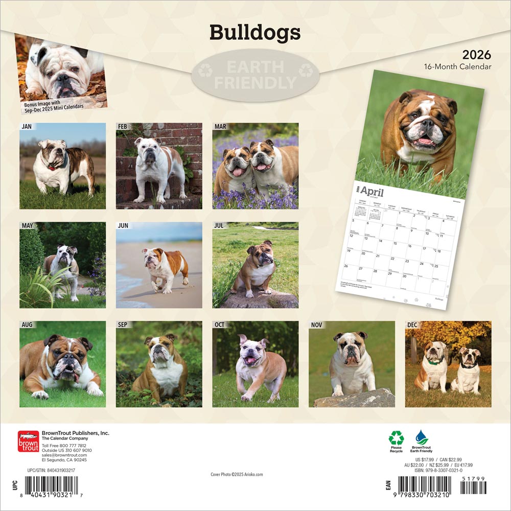 Bulldogs | 2026 12 x 24 Inch (Hanging) Monthly Square Wall Calendar