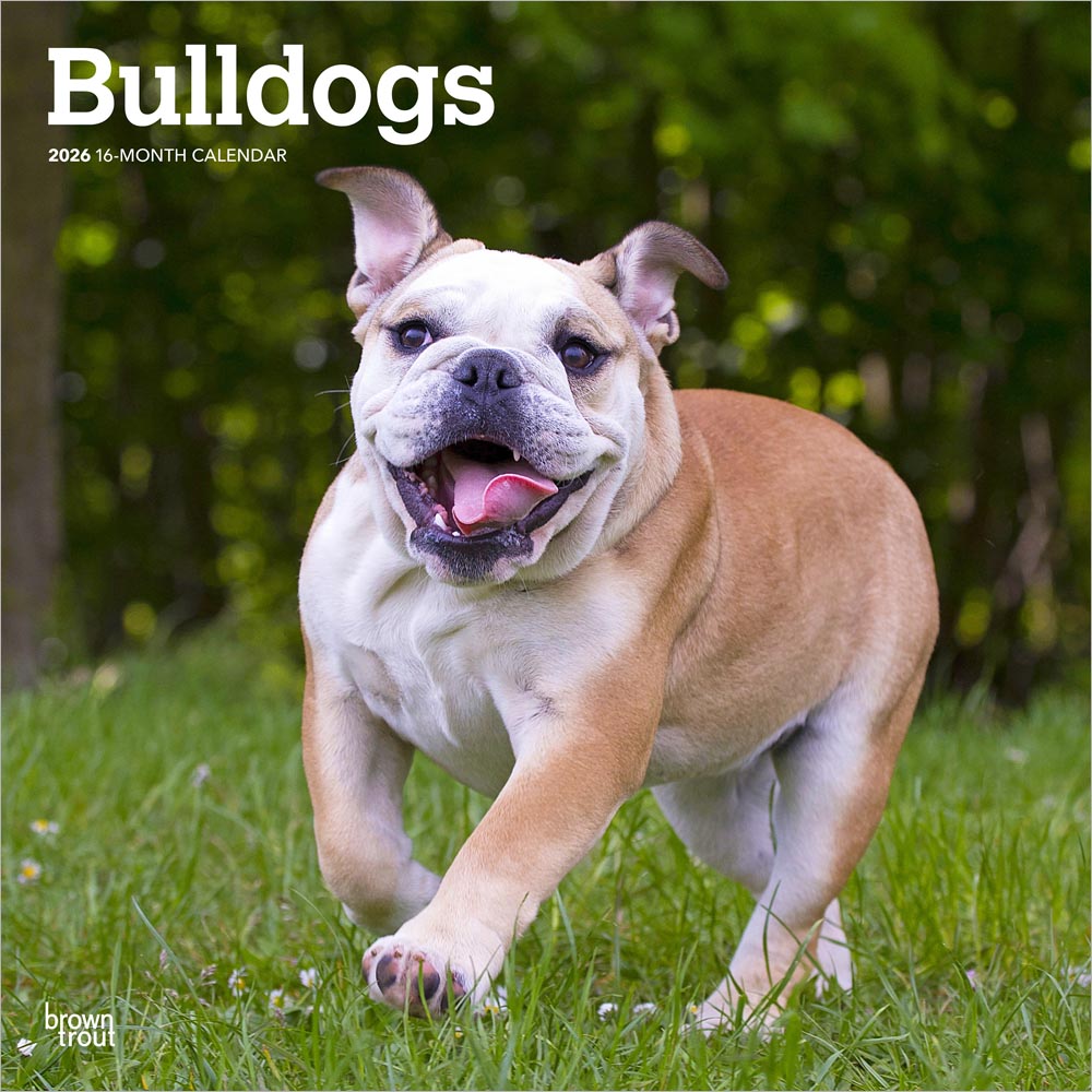 Bulldogs | 2026 12 x 24 Inch (Hanging) Monthly Square Wall Calendar