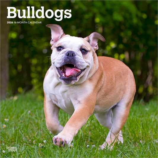 Bulldogs | 2026 12 x 24 Inch (Hanging) Monthly Square Wall Calendar
