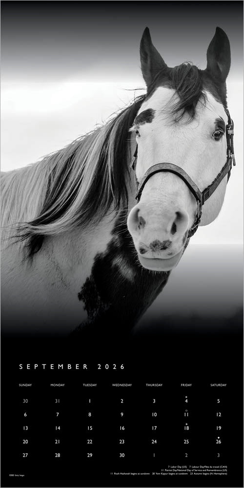 The BrownTrout Portrait Series: The Noble Horse | 2026 12 x 24 Inch (Hanging) Monthly Square Wall Calendar