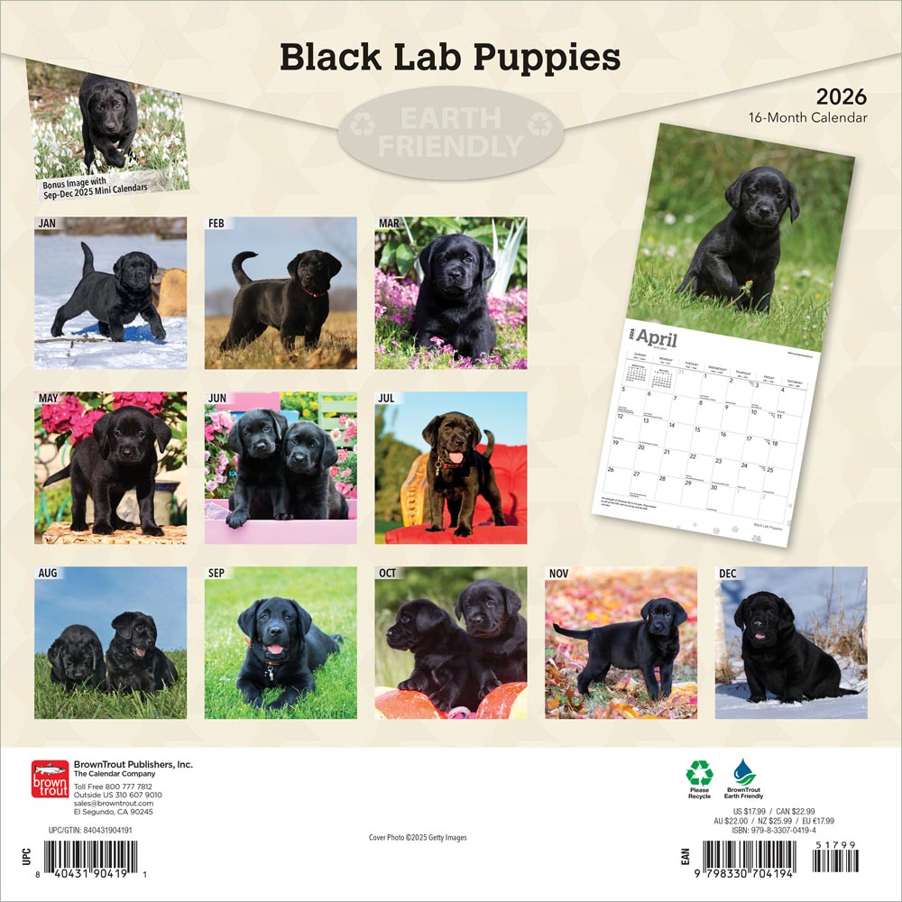Black Labrador Retriever Puppies | 2026 12 x 24 Inch (Hanging) Monthly Square Wall Calendar