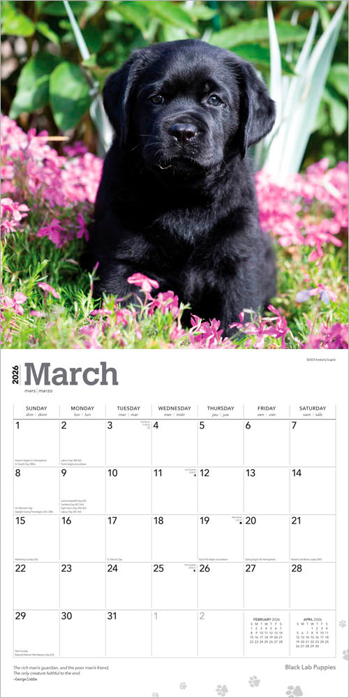 Black Labrador Retriever Puppies | 2026 12 x 24 Inch (Hanging) Monthly Square Wall Calendar