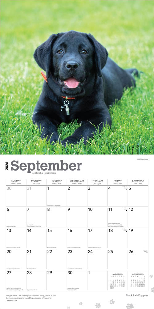 Black Labrador Retriever Puppies | 2026 12 x 24 Inch (Hanging) Monthly Square Wall Calendar