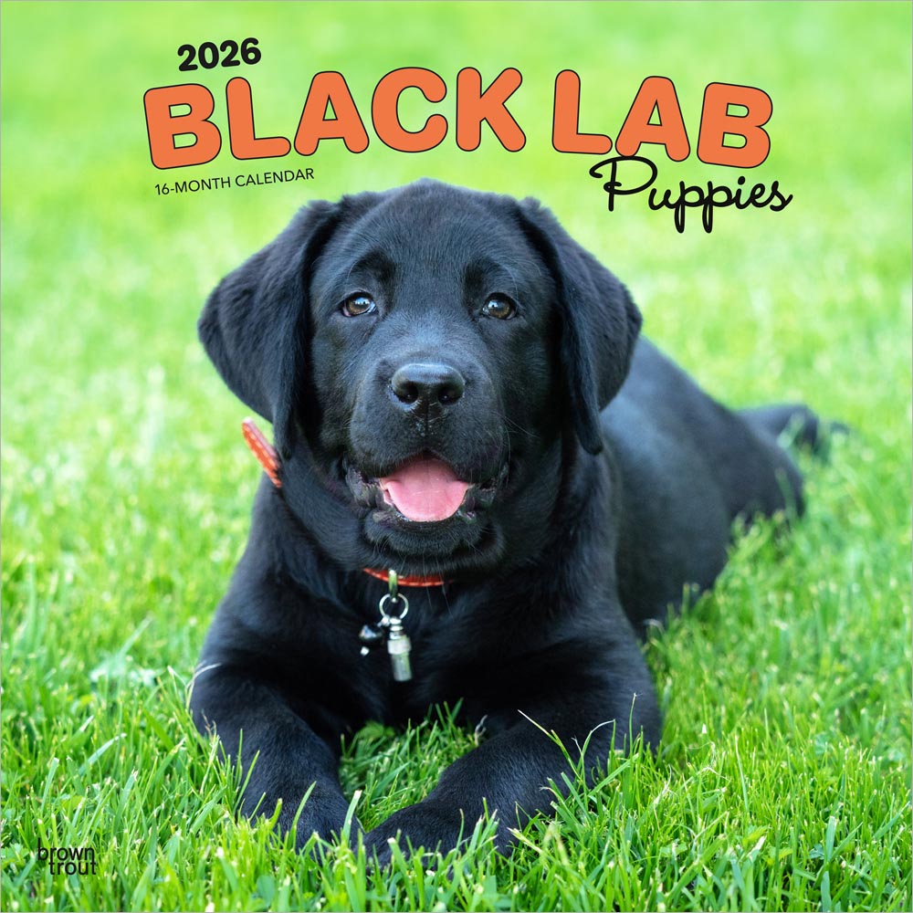 Black Labrador Retriever Puppies | 2026 12 x 24 Inch (Hanging) Monthly Square Wall Calendar