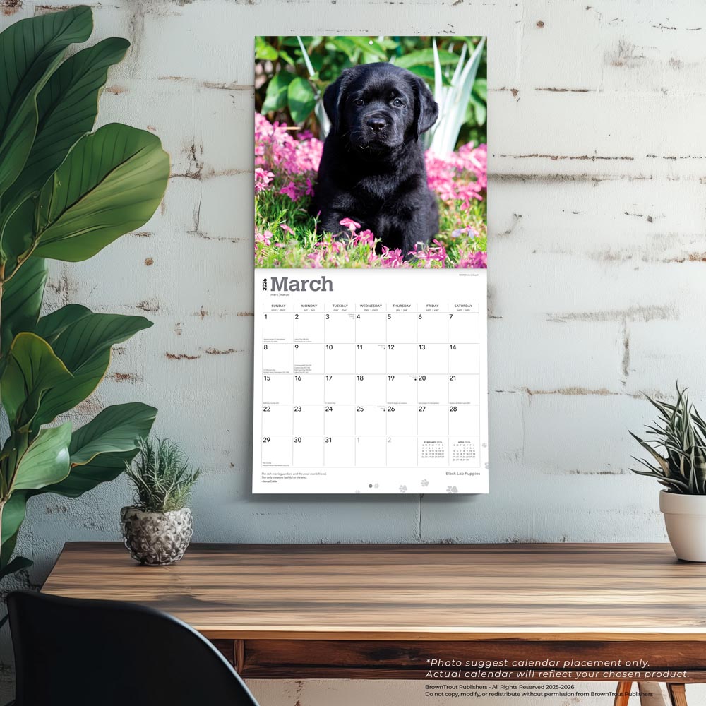 Black Labrador Retriever Puppies | 2026 12 x 24 Inch (Hanging) Monthly Square Wall Calendar