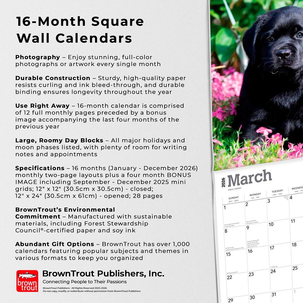 Black Labrador Retriever Puppies | 2026 12 x 24 Inch (Hanging) Monthly Square Wall Calendar
