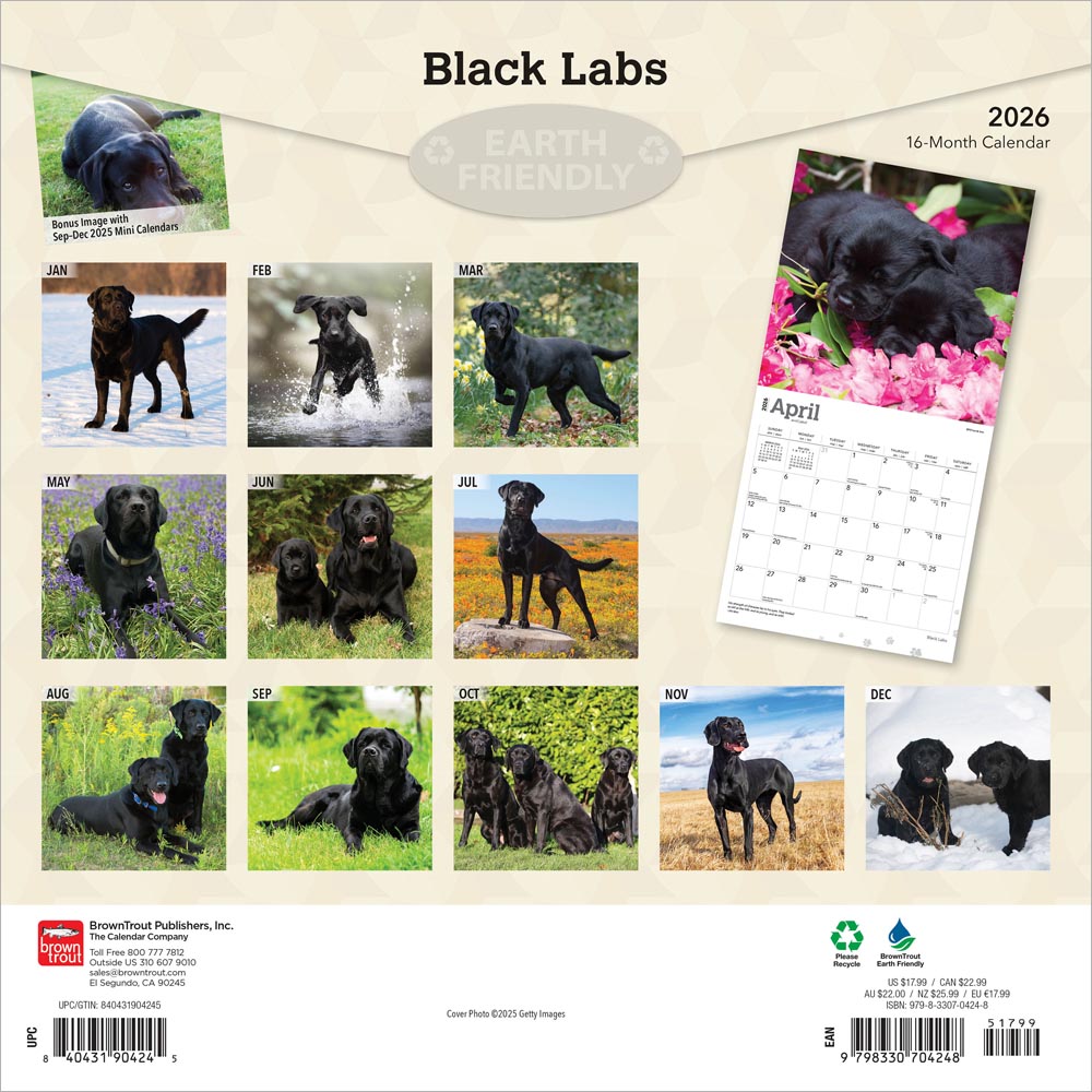Black Labrador Retrievers | 2026 12 x 24 Inch (Hanging) Monthly Square Wall Calendar
