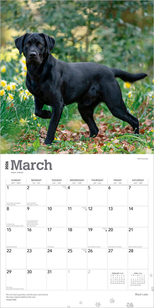 Black Labrador Retrievers | 2026 12 x 24 Inch (Hanging) Monthly Square Wall Calendar