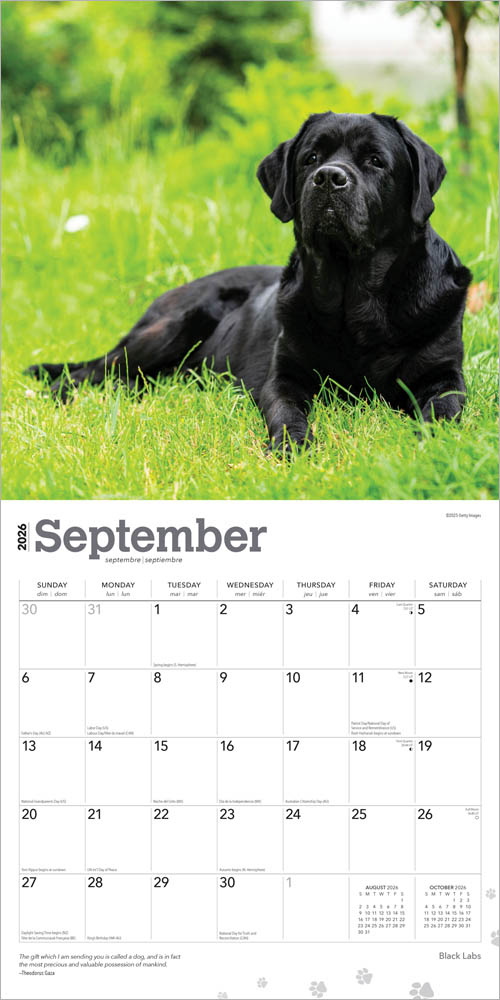 Black Labrador Retrievers | 2026 12 x 24 Inch (Hanging) Monthly Square Wall Calendar