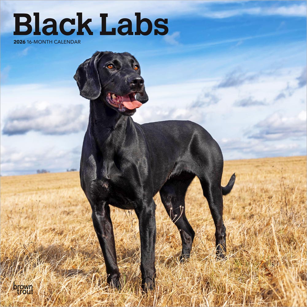 Black Labrador Retrievers | 2026 12 x 24 Inch (Hanging) Monthly Square Wall Calendar