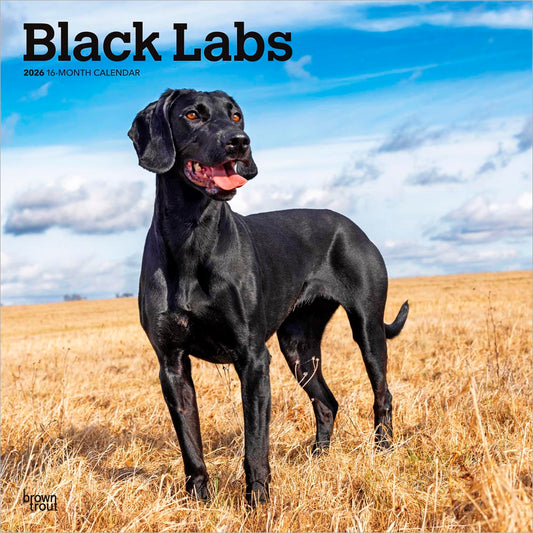 Black Labrador Retrievers | 2026 12 x 24 Inch (Hanging) Monthly Square Wall Calendar