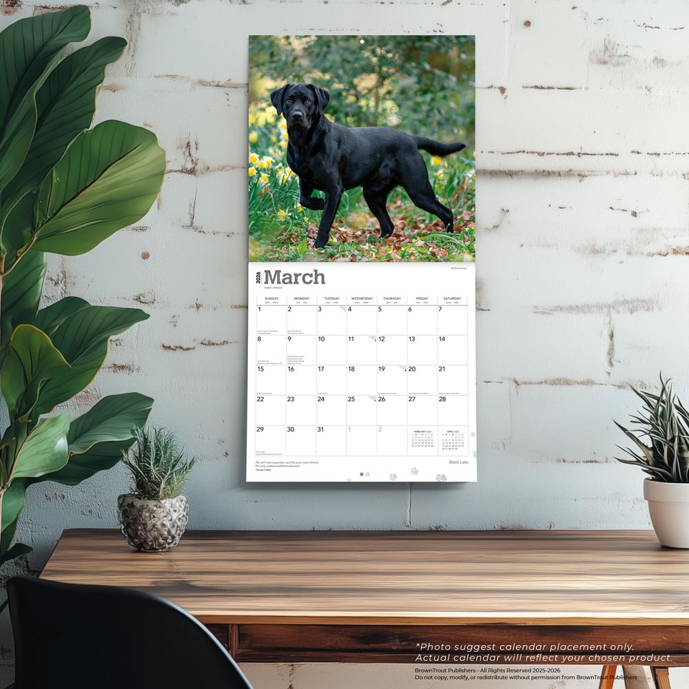 Black Labrador Retrievers | 2026 12 x 24 Inch (Hanging) Monthly Square Wall Calendar