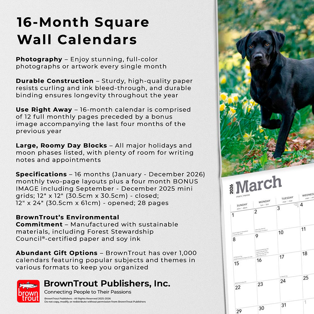 Black Labrador Retrievers | 2026 12 x 24 Inch (Hanging) Monthly Square Wall Calendar