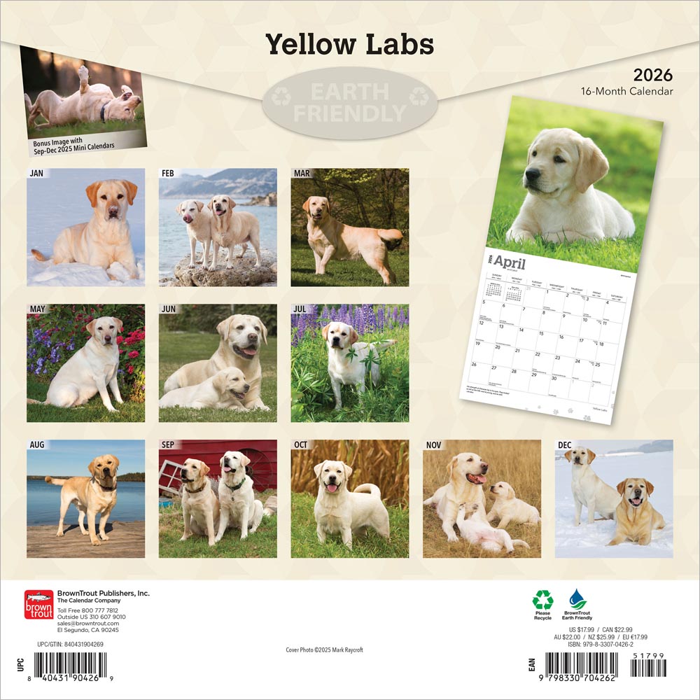 Yellow Labrador Retrievers | 2026 12 x 24 Inch (Hanging) Monthly Square Wall Calendar