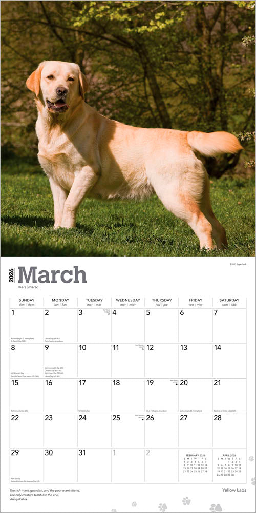 Yellow Labrador Retrievers | 2026 12 x 24 Inch (Hanging) Monthly Square Wall Calendar
