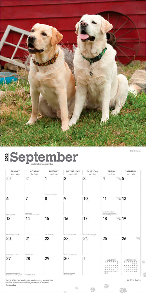 Yellow Labrador Retrievers | 2026 12 x 24 Inch (Hanging) Monthly Square Wall Calendar